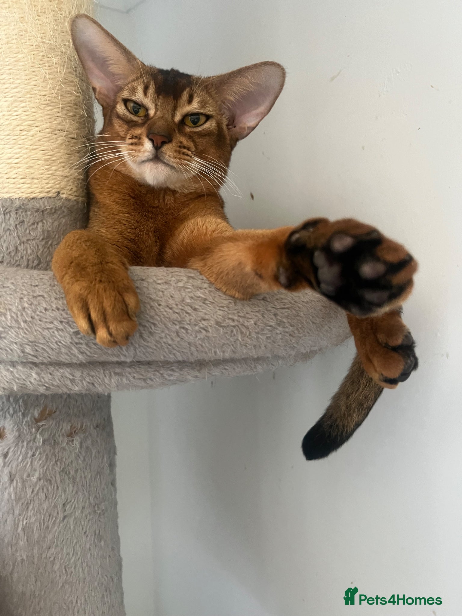 Abyssinian cats for sale: Gorgeous Abyssinians cats - Advert 2