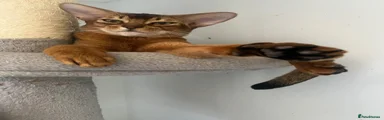 Abyssinian Kitten 1