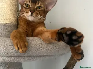 Abyssinian cats for sale: Gorgeous Abyssinians cats - Advert 2