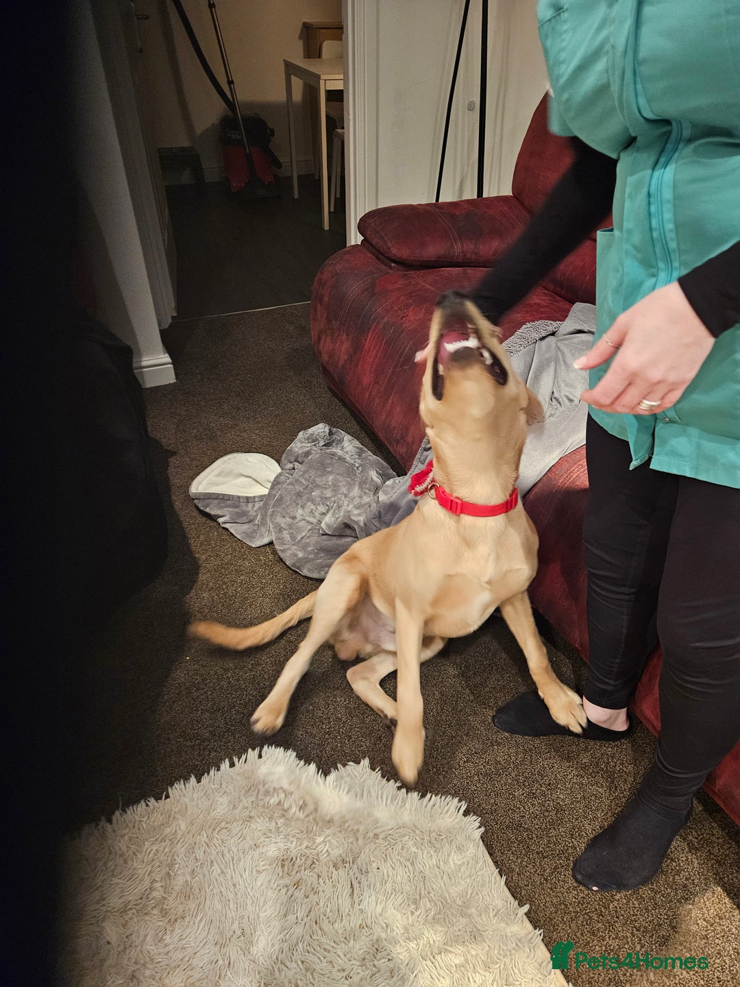 Labrador Retriever dogs for sale: 7-Month-Old Labrador for Rehoming - Advert 6