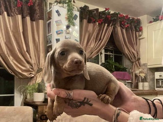 Dachshund dogs KC MINIATURE DACHSHUND BOY READY NOW - Advert 3