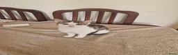 Mixed Breed cats for sale: Kitten for sale  in South Croydon - Advert 17