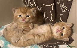 Mixed Breed cats for sale: Cuddly ginger twins - Image 7