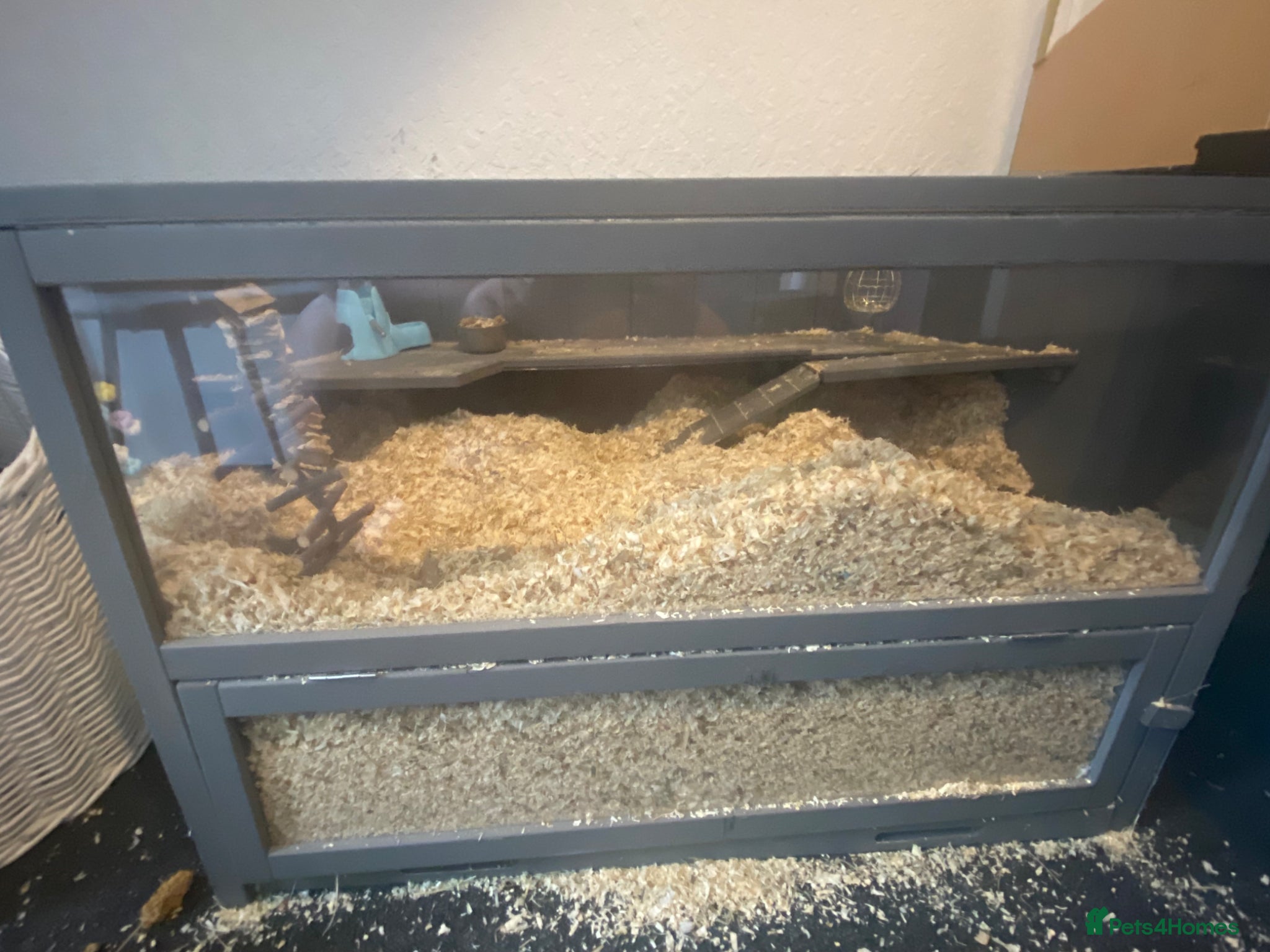 Gerbil rodents for sale: 2 female gerbils for sale  in Telford - Advert 5