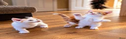 Mixed Breed cats for sale: 🐾 6 Adorable & Playful Kittens - 1 Girl & 5 Boys - Advert 30