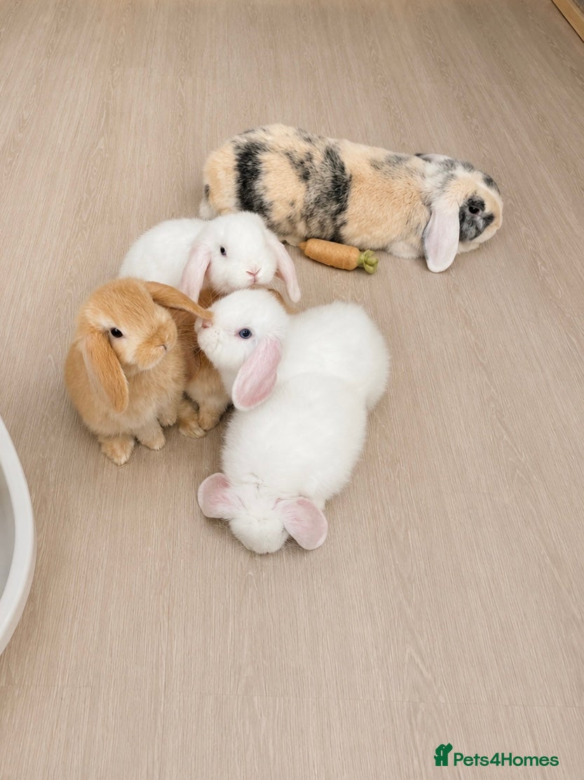 Mini Lop rabbits Beautiful mini lops for sale  - Advert 1