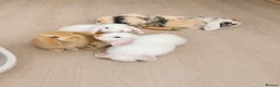 Mini Lop rabbits for sale: Beautiful mini lops for sale  - Advert 1