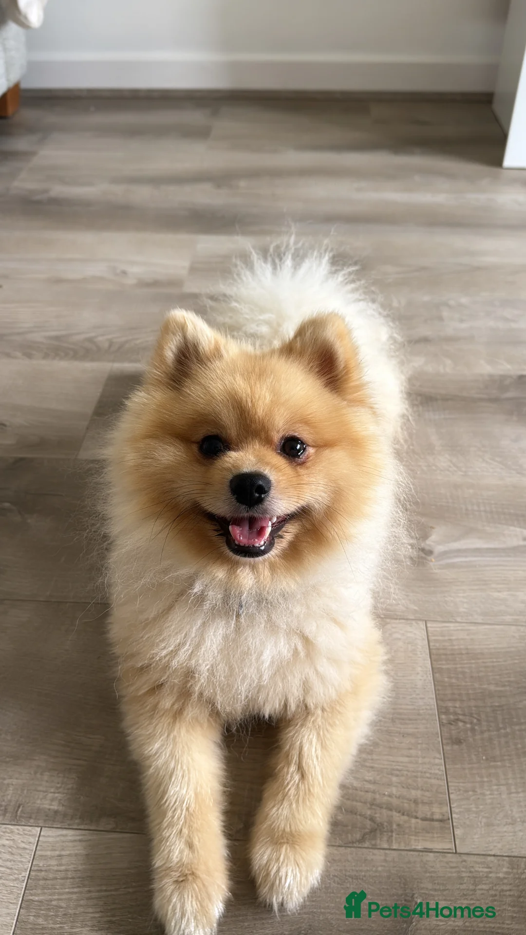 Pomeranian dogs for sale: Milo needs rehoming (read description) - Advert 1