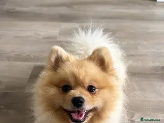 Pomeranian dogs Milo needs rehoming (read description) - Advert 2