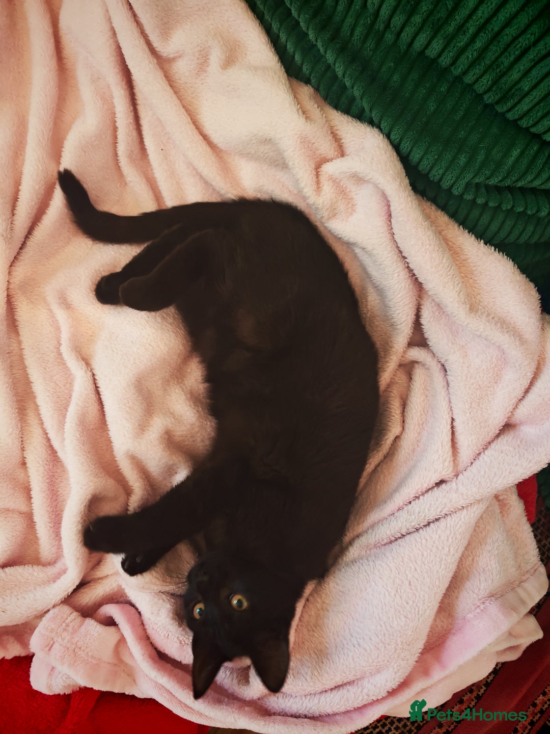 Mixed Breed cats for sale: Two gorgeous kittens  - Advert 3