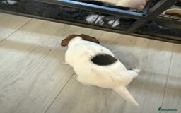 Parson Russell dogs for sale: 3 Male Parson Jack Russell’s for sale  - Image 12