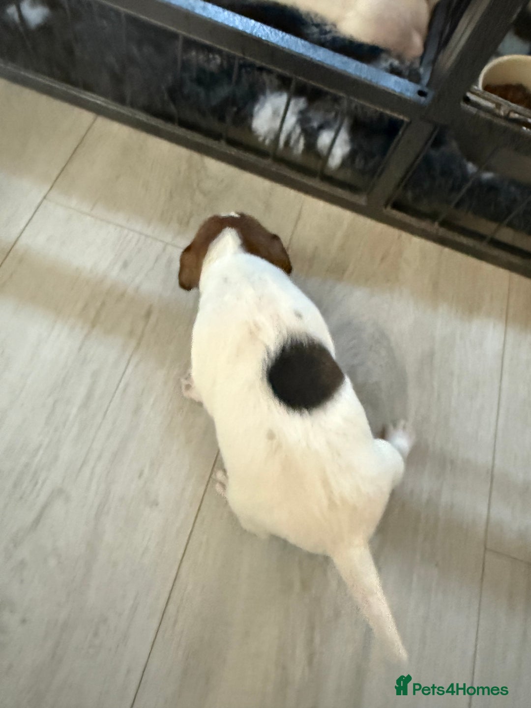 Parson Russell dogs for sale: 3 Male Parson Jack Russell’s for sale  - Image 12