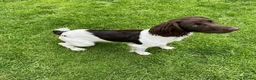 English Springer Spaniel dogs for sale: 7 Month English springer spaniel (BOY) - Advert 2