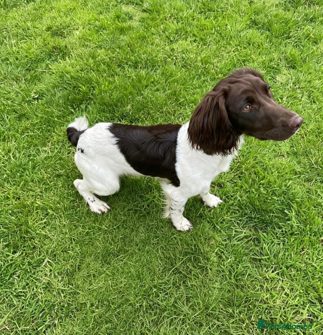 English Springer Spaniel dogs for sale: 7 Month English springer spaniel (BOY) - Advert 2