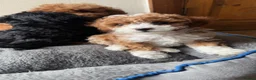 Cavapoo dogs for sale: Cavapoo Puppies  - Advert 23