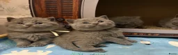 British Shorthair cats for sale: GCCF British shorthair kittens. - Advert 7