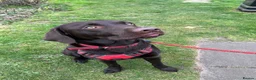 Labrador Retriever dogs for stud: Digby in Norwich - Advert 3