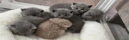 British Shorthair cats for sale: Beautiful blue/ lilac British shorthair kittens  in Peterborough - Advert 4
