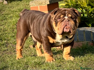 English Bulldog dogs Grandson of the Legendary City’s Ace in London - Advert 4