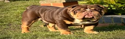 English Bulldog dogs for stud: Grandson of the Legendary City’s Ace  in London - Advert 2