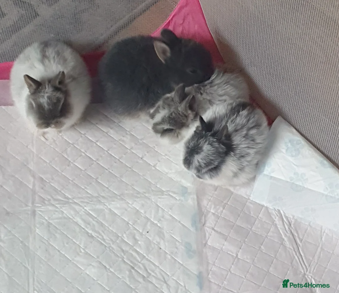 Netherland Dwarf rabbits for sale: 4 Beautiful Netherland Dwarf Buns in Pinner - Advert 21