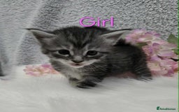 Maine Coon cats for sale: 6 Maine Coone kittens. - Image 10