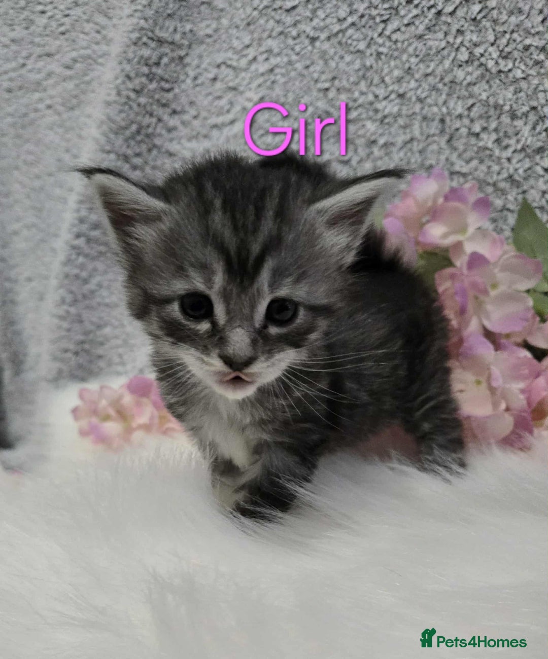 Maine Coon cats for sale: 6 Maine Coone kittens. - Image 10
