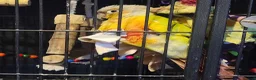 Conures birds for sale: Rehoming Max - Advert 4