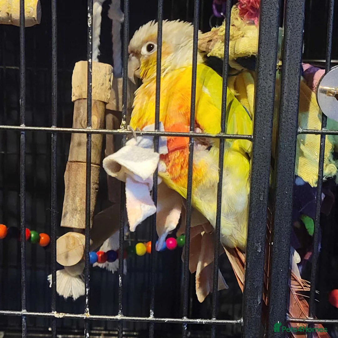 Conures birds for sale: Rehoming Max - Advert 4