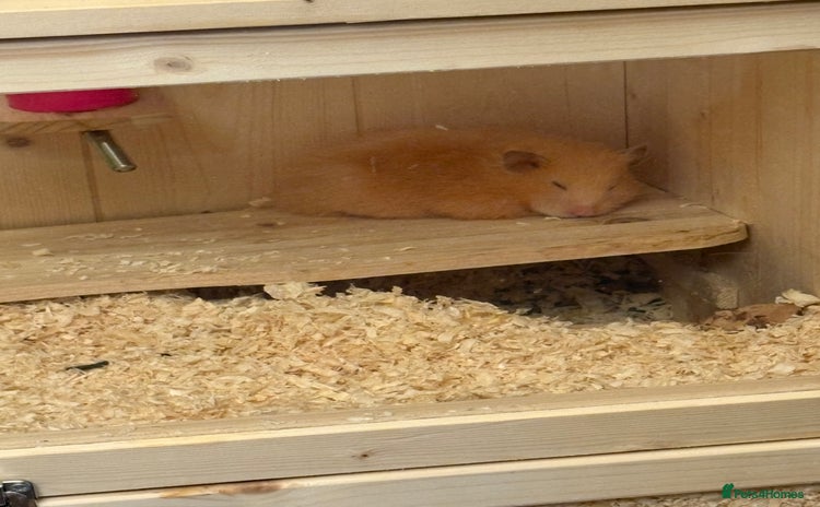 Hamster rodents - Advert 3