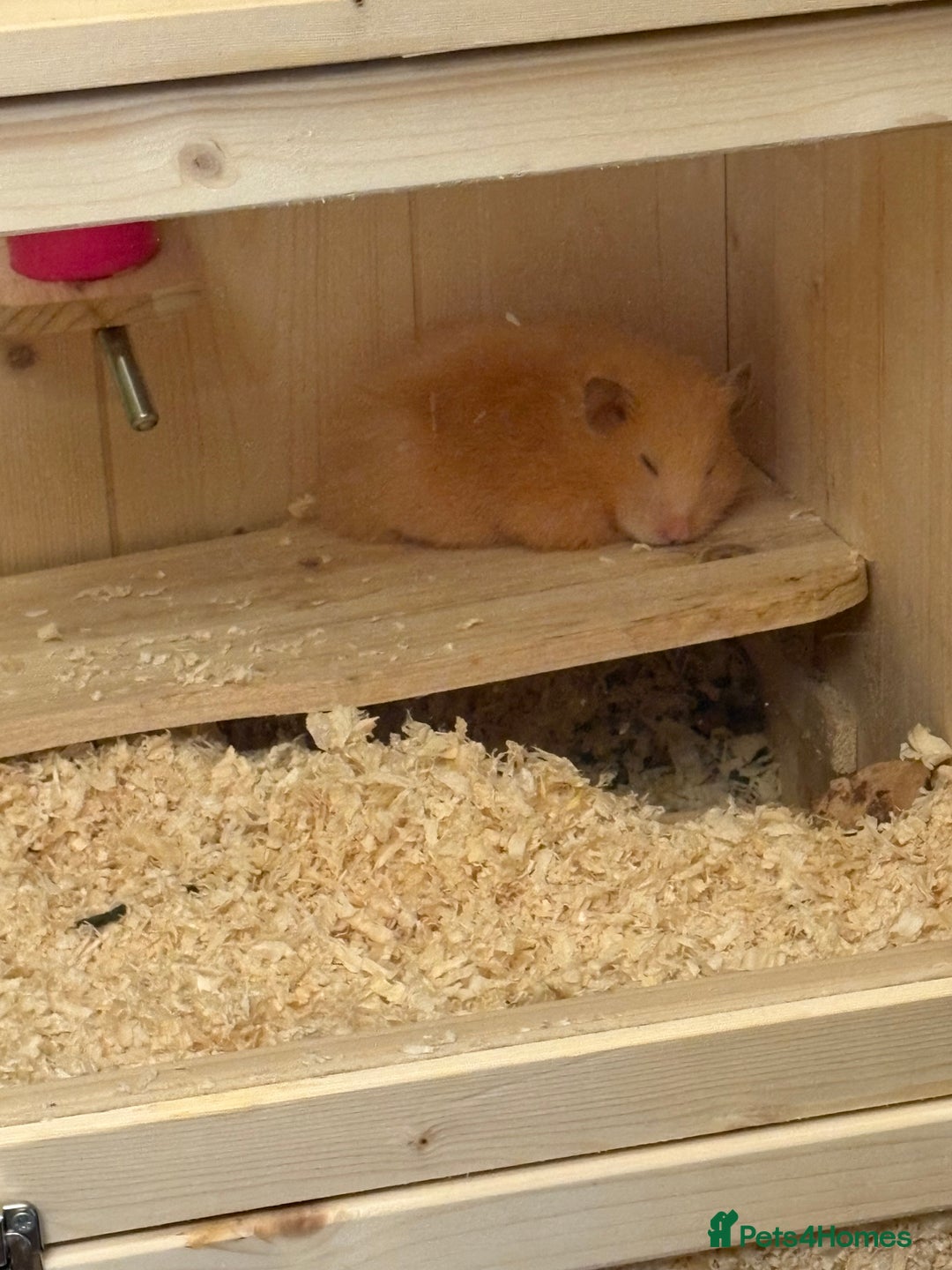 Hamster rodents for sale: Female Syrian free to good home - Image 1