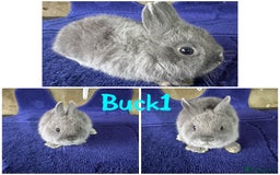 Netherland Dwarf rabbits for sale: Pure breed Netherlands Dwarf  - Image 5