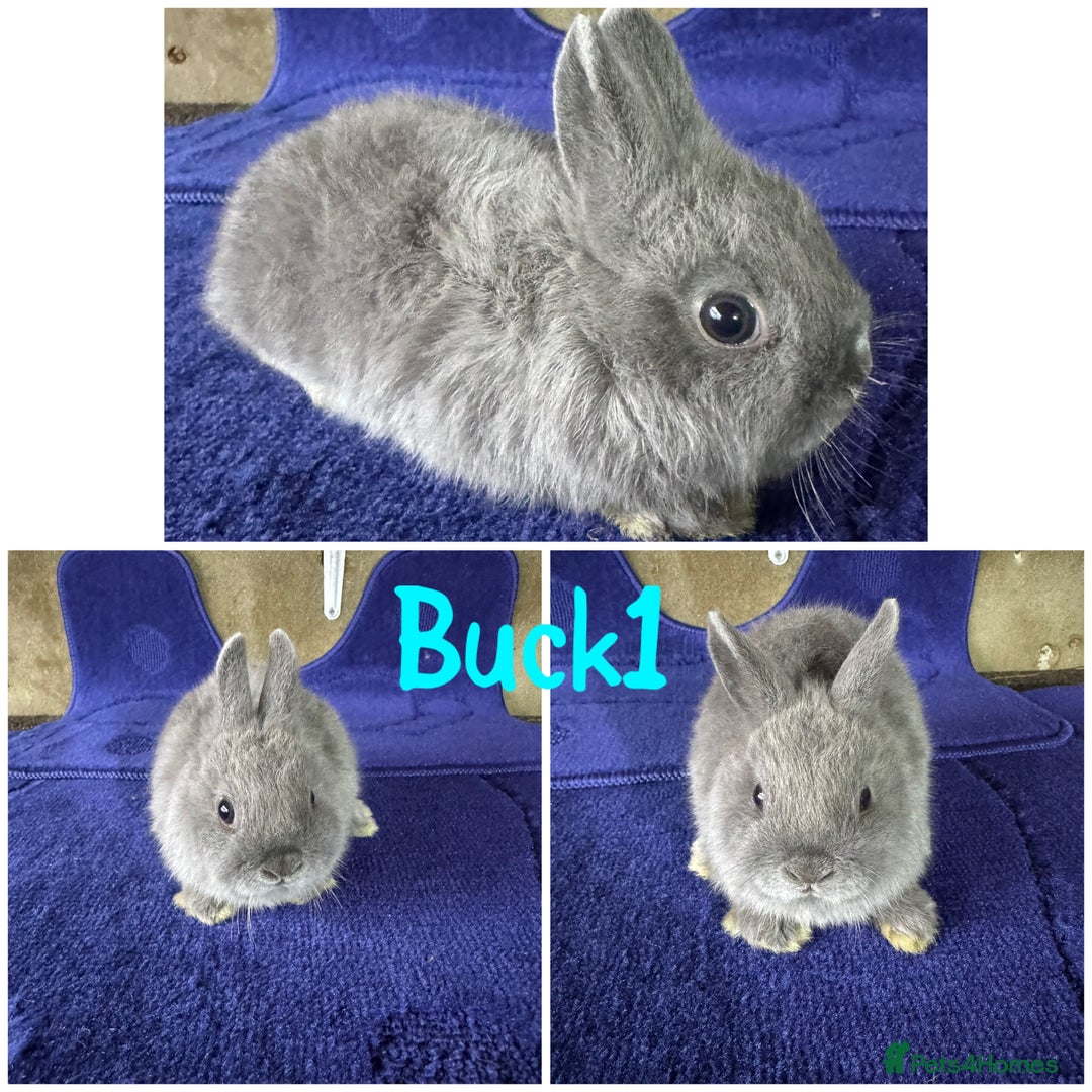 Netherland Dwarf rabbits for sale: Pure breed Netherlands Dwarf  - Image 5