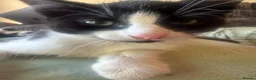 Mixed Breed cats for sale: Gorgeous Kittens Mixed Breed Kittens Ready Now - Advert 7