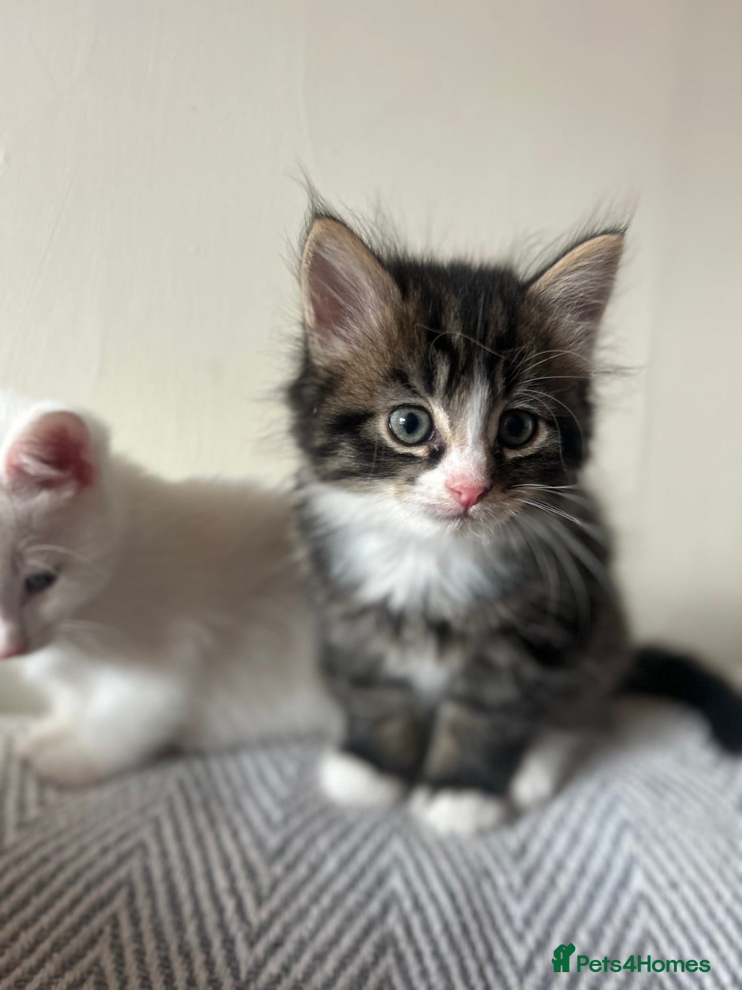 British Longhair cats for sale: Stunning friendly kittens - Image 36