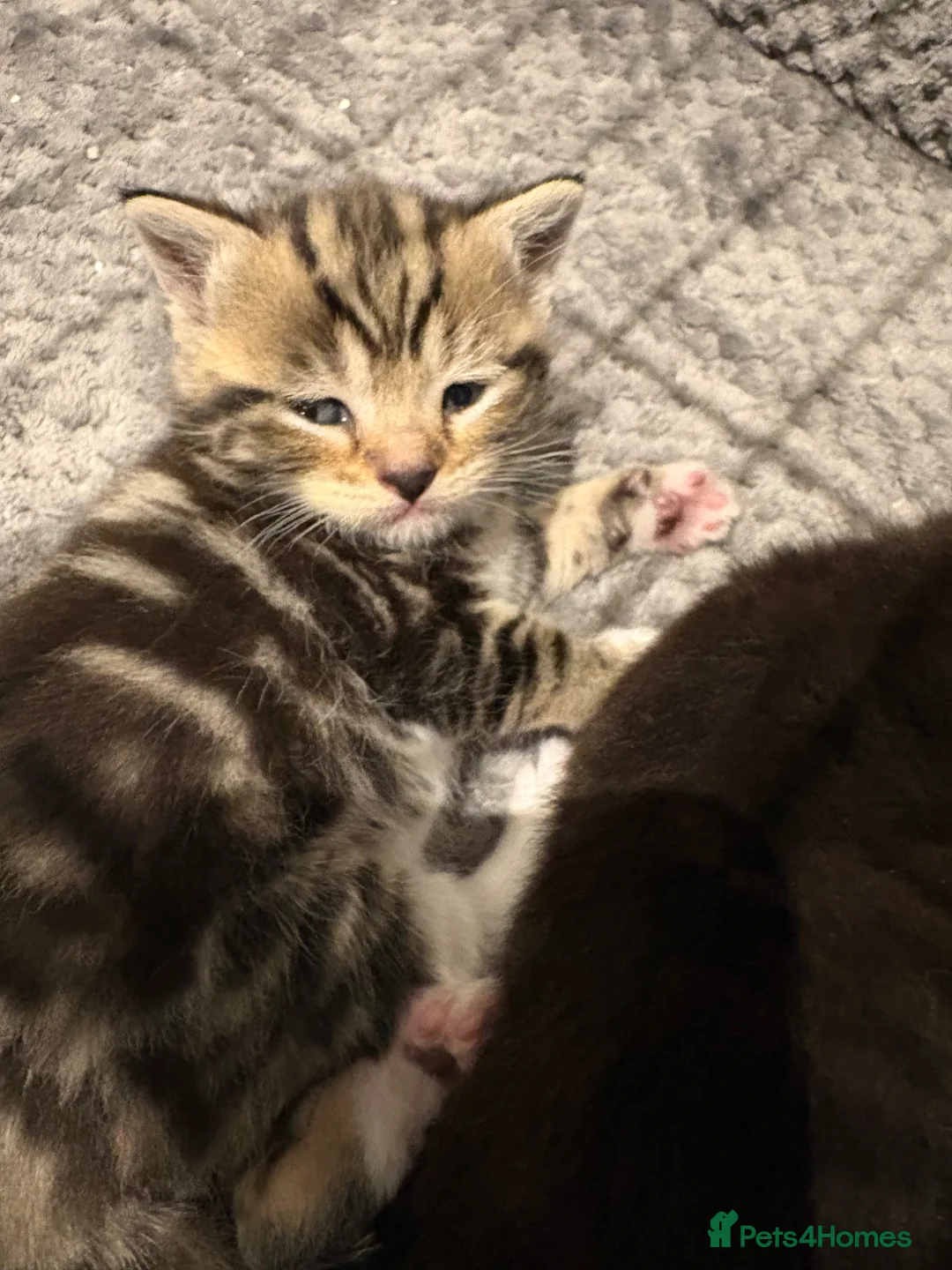 British Shorthair cats for sale: British shorthair kittens in Windlesham - Advert 2