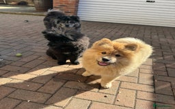 Chow Chow dogs for sale:  🐾 LAST TWO Ready to go STUNNING GIRL chow chows* - Image 6