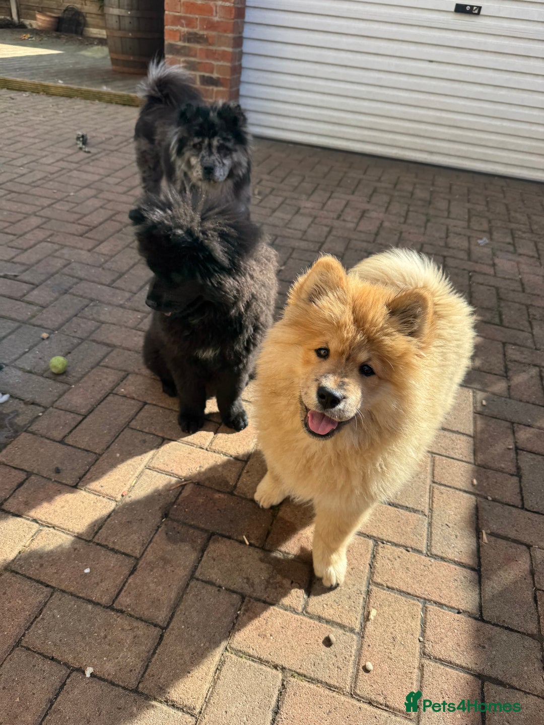 Chow Chow dogs for sale:  🐾 LAST TWO Ready to go STUNNING GIRL chow chows* - Image 6