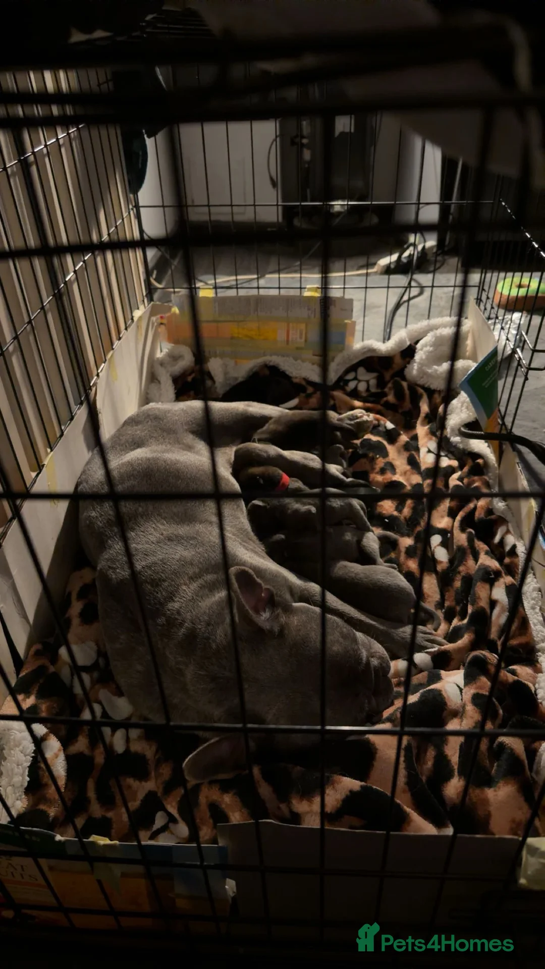 Mixed Breed dogs for sale: French bulldog x Belgium Malinois  - Advert 12