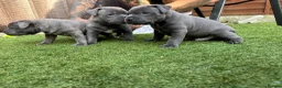 Staffordshire Bull Terrier dogs for sale: Staffordshire bull terrier puppies boy/girl  - Advert 17
