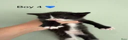 Maine Coon cats for sale: Maine coon X BSH Kittens - Advert 12