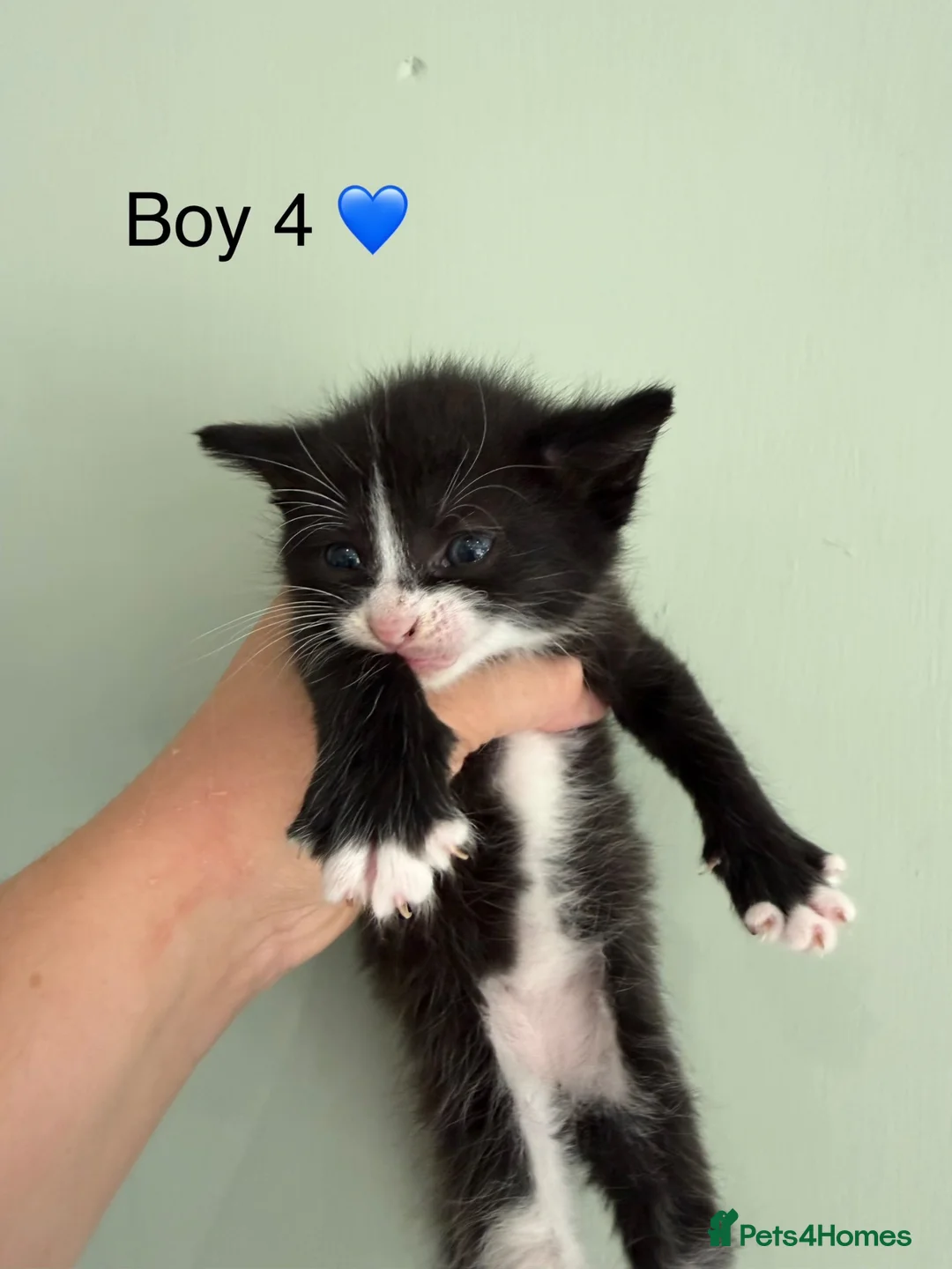 Maine Coon cats for sale: Maine coon X BSH Kittens - Advert 12