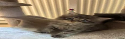 Mixed Breed cats for sale: 1 GREY KITTEN LEFT FOR SALE  - Advert 14