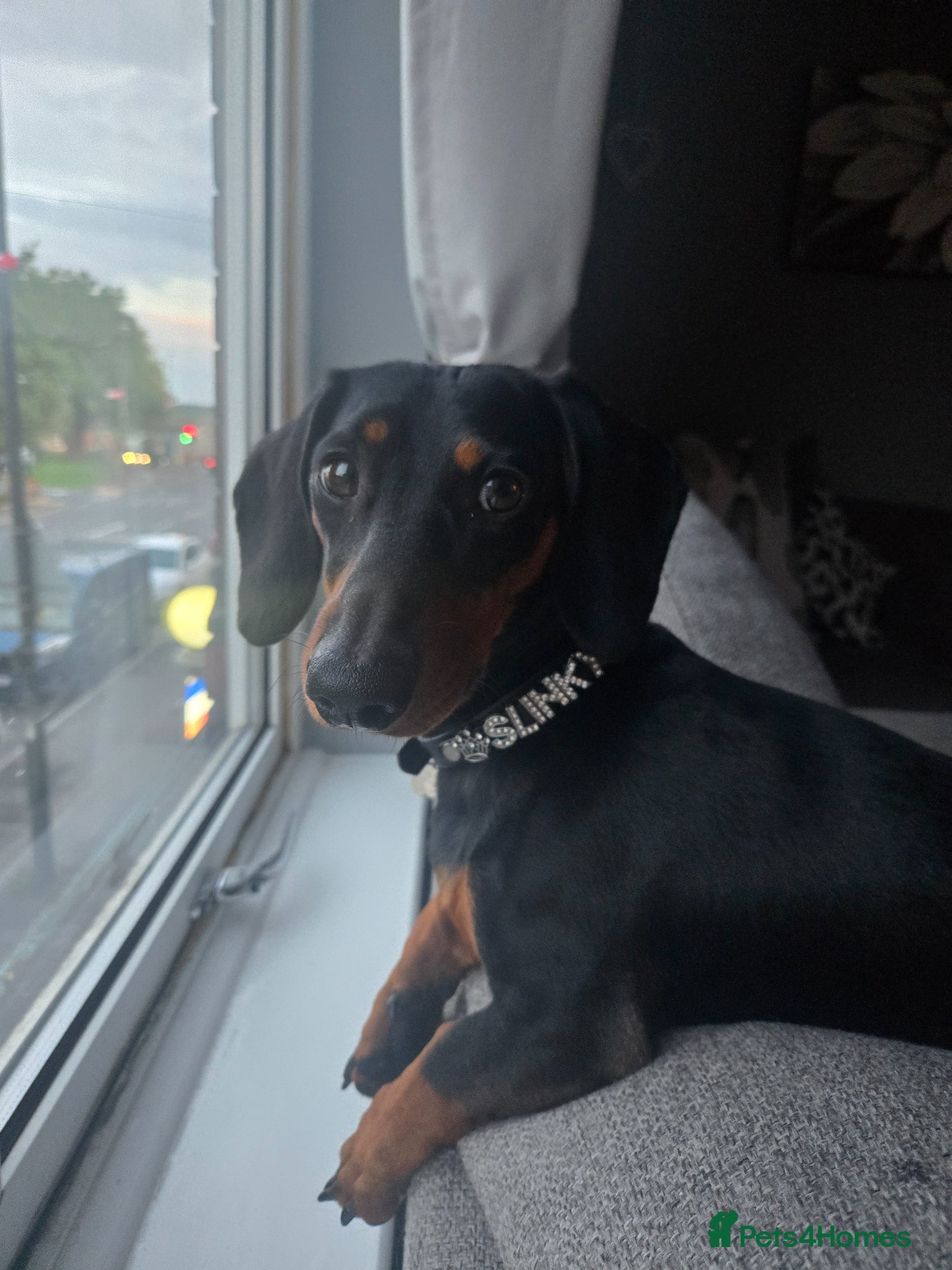 Dachshund dogs 1 year 5 months male dachshund - Advert 13