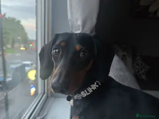 Dachshund dogs 1 year 5 months male dachshund - Advert 13