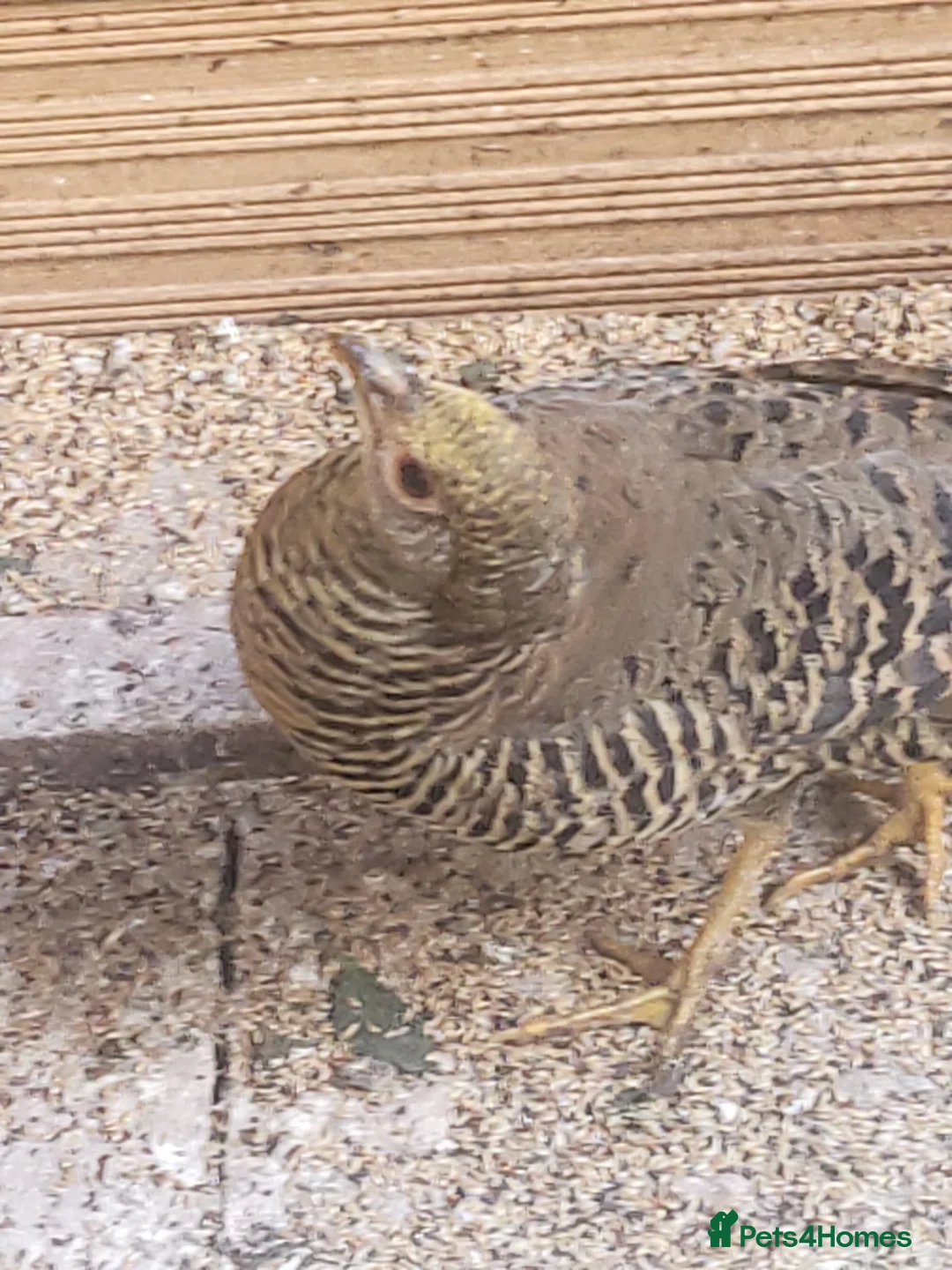 Mixed Breed birds for sale: Pheasants  - Advert 9