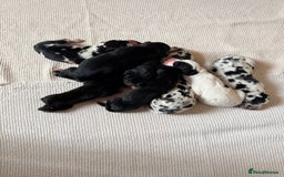 Great Dane dogs for sale: HARLIQUIN & BLACK PUPS KC REGISTERED  - Image 13