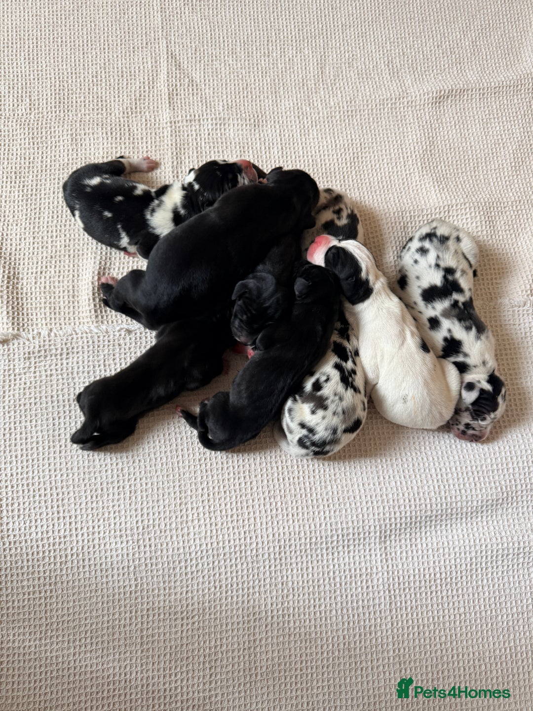 Great Dane dogs for sale: HARLIQUIN & BLACK PUPS KC REGISTERED  - Image 13