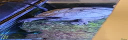 Turtle reptiles for sale: Musk Turtle, incl fish, tank/aquarium + equipment. - Advert 10