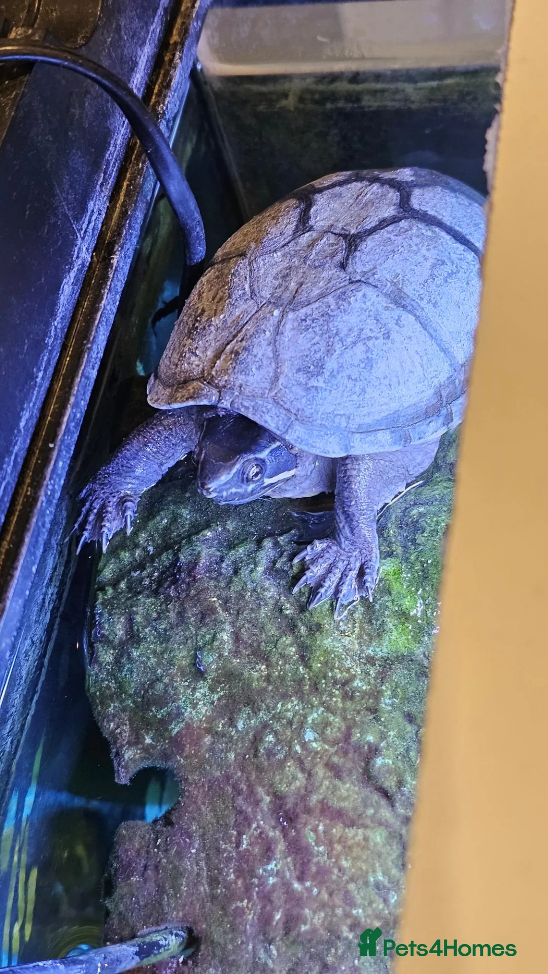 Turtle reptiles for sale: Musk Turtle, incl fish, tank/aquarium + equipment. - Advert 10